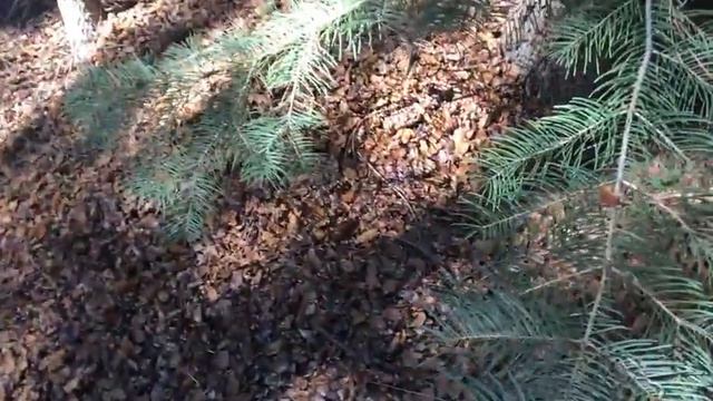Идем вдоль горной реки по лесу, часть 2. смотреть онлайн