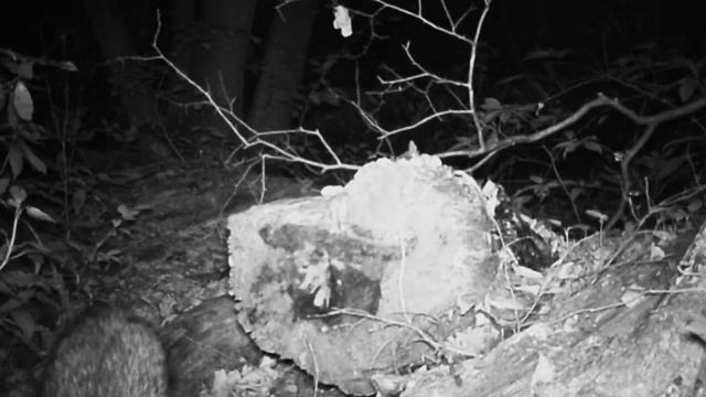 Тануки. Енотовидная собака смотреть онлайн