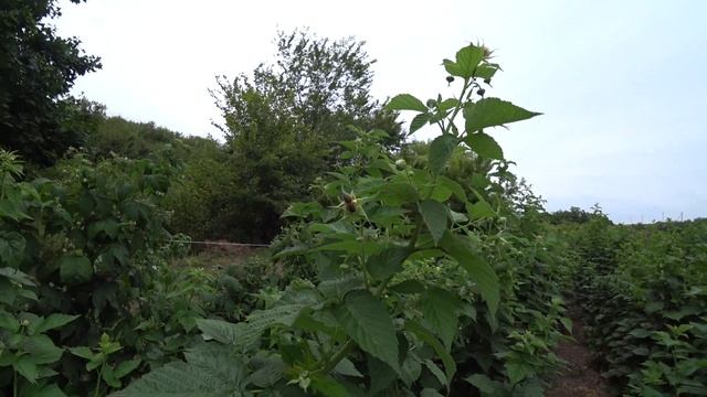 про малину Брусвяну