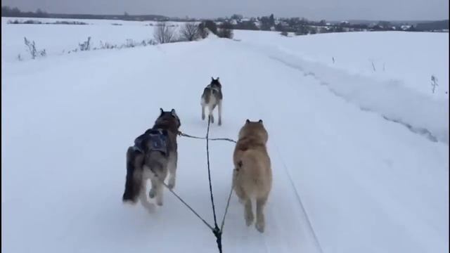 Покатушки на хаски смотреть онлайн