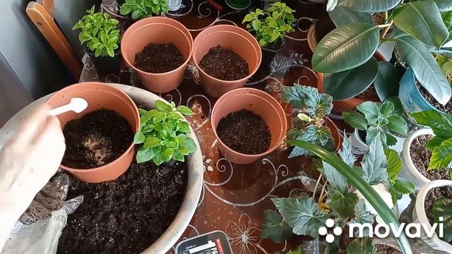 хлороз на петунии, размышления на тему " а что хочет петуния? " перевалка растений, PH поливной вод смотреть онлайн