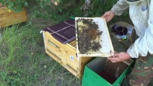 Две семьи один магазин. Вывод пчелиной матки через перегородку в новом улье.