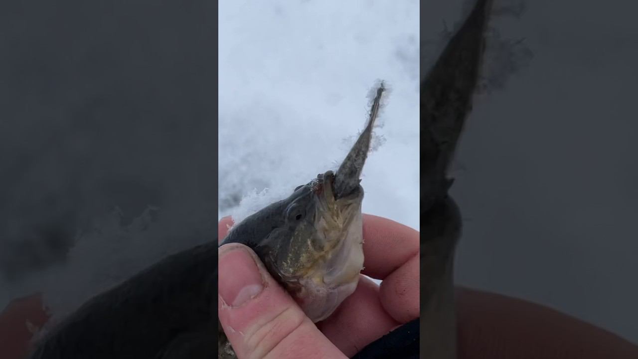 Ротан съел ротана #ротан #первыйлёд #рыбалкакстово смотреть онлайн