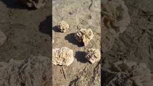 Роза пустыни