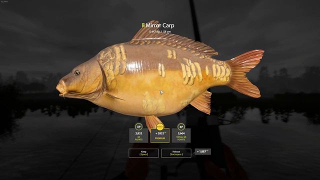 Russian Fishing 4 | ACTIVE CARP SPOT AT BEAR LAKE + TROPHY ! смотреть онлайн