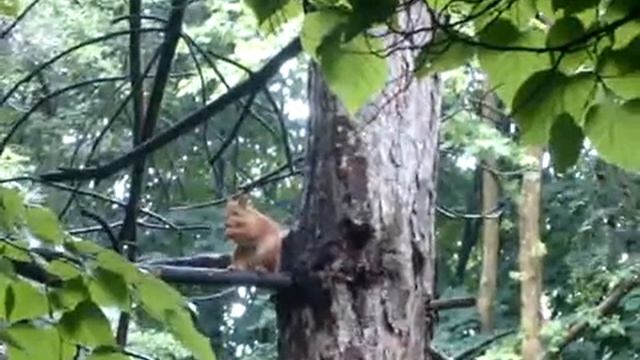 Белка песенки поет да орешки все грызет... смотреть онлайн
