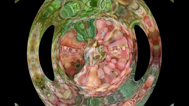 Виноградник Щереденкова В А лучшие фото новых сортов винограда 2018 - 2020 Флагман, Казанова и др смотреть онлайн