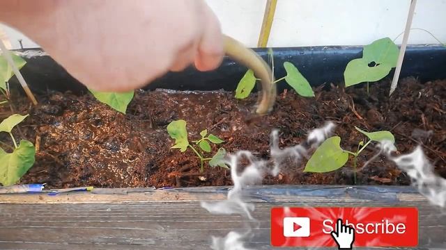 How to Grow Blue Lake Pole Beans Seed To Harvest смотреть онлайн