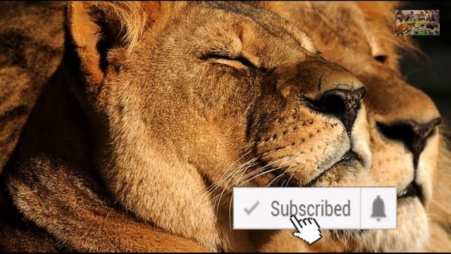 Животный мир земли. Дикие кошки. Род: пантеры. Львы смотреть онлайн
