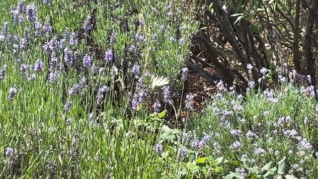 Крым, Ялта. Цветочная феерия на празднике Лавандовая рапсодия императорской Массандры. смотреть онлайн