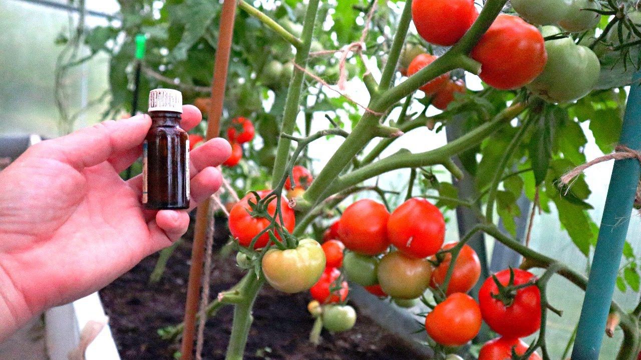 Выкинула все свои средства от фитофторы в помойку. Нашла лучший препарат для томатов и картофеля! смотреть онлайн