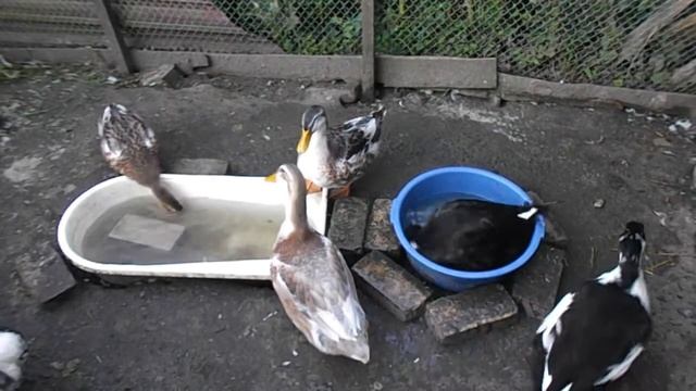 Август. Утро. Утки в 2,5 месяца.Мешанка, башкирские утки, кормление. смотреть онлайн