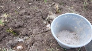 Способы избавиться от колорадского жука, проволочника, медведки.