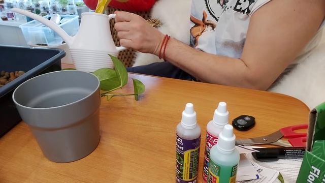 Сциндапсус размножение на гидропонике смотреть онлайн