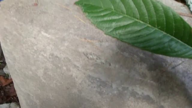 Мушмула-родственница боярышника,айвы,груши и яблони смотреть онлайн