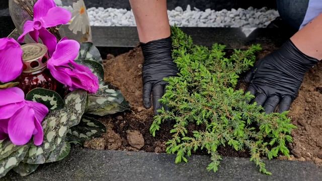 Как правильно посадить растения на могиле! смотреть онлайн