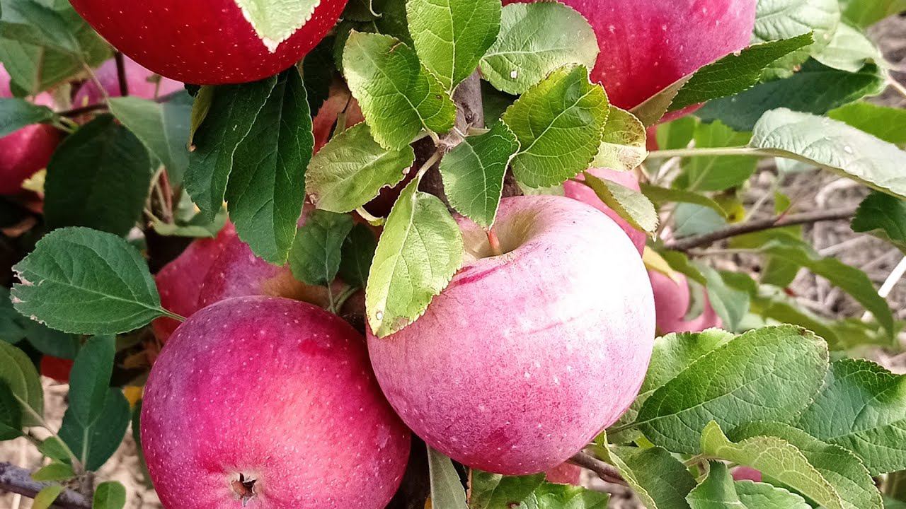 яблоня сорт Фуджион ( Fujion ) смотреть онлайн