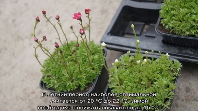 Цветок камнеломка — посадка и уход дома смотреть онлайн