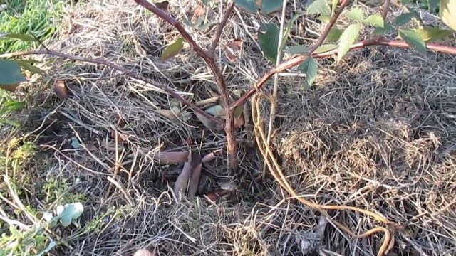Мульчування ожини мій досвід смотреть онлайн