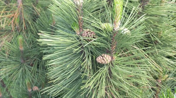 Сосна горная веймутова "Амерланд" Pinus monticola "Ammerland"