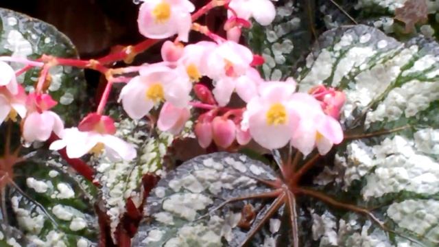 flowers in the rain calm ყვავილები წვიმაში სიმშვიდე релаксация цветы смотреть онлайн