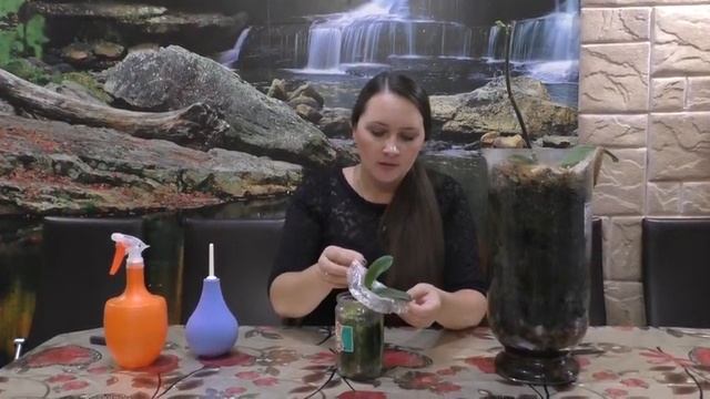 Салатовая орхидея! Приятные сюрпризы! Первые итоги реанимации! смотреть онлайн