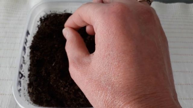 Как посадить семена гибискуса. Интересный способ. смотреть онлайн