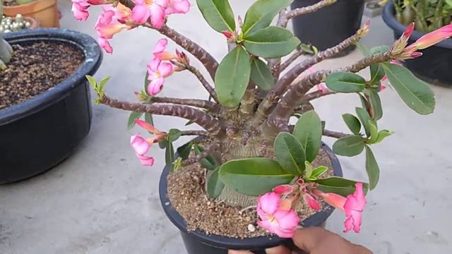 Arabicum Blooming, PMK x RCN x CDP смотреть онлайн