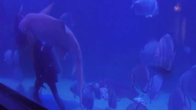 Океанариум . Хургада смотреть онлайн