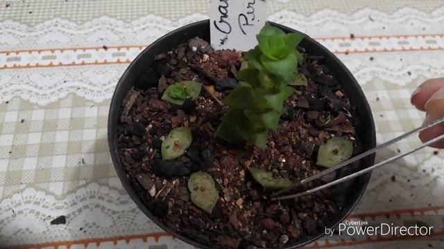 Enraizamento de crassula perforata por folhas смотреть онлайн