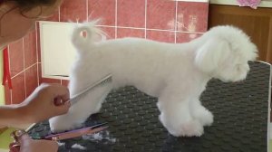 Салонный груминг мальтезе. часть5 стрижка лап.