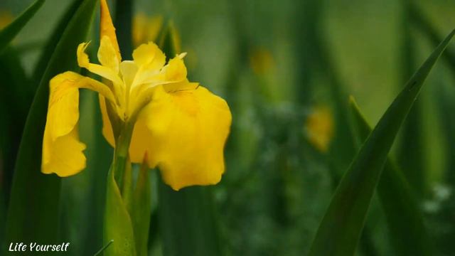 Лучшая музыка для людей, у которых негативные мысли! Музыка снимает все стрессы! смотреть онлайн