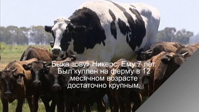 Wow! Бык-гигант стал героем соцсетей. Супер Новость с фото смотреть онлайн