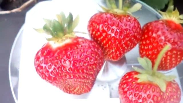 сорт хоней смотреть онлайн
