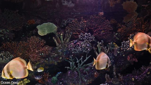 Aquarium 4K VIDEO (ULTRA HD) - Undersea Nature Relaxation Film - Relaxing Music смотреть онлайн