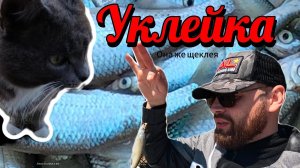 ЛОВЛЯ УКЛЕЙКИ НА ПОПЛАВОК. Как поймать уклейку, щеклею. Ловля на поплавочную удочку.