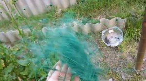 Капельный полив для огурцов из пластиковых бутылок и систем для капельник.