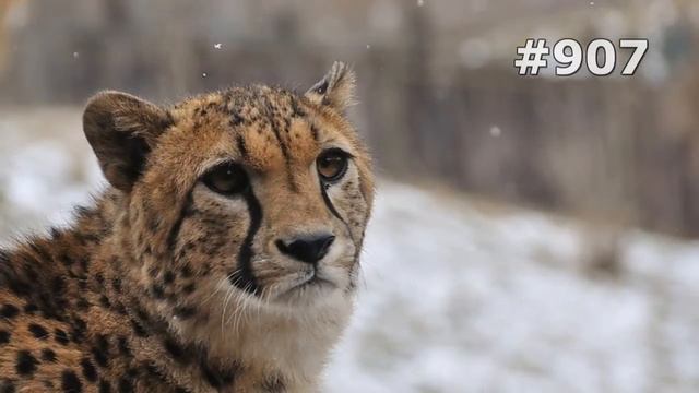 #907. Гепарды (В мире животных) смотреть онлайн