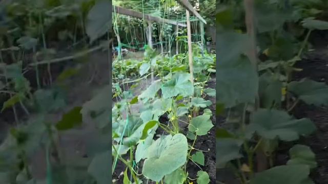 Не как у всех. Дача. Море смотреть онлайн