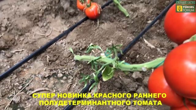 Выращивание овощей. Новые гибриды томата! Селекционный центр Yuksel Tohum смотреть онлайн