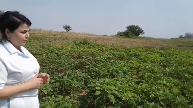 Amarant bitkisi смотреть онлайн