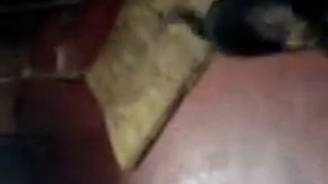 Послушание. Щенки немецкой овчарки 2 месяца.MOV00012 смотреть онлайн