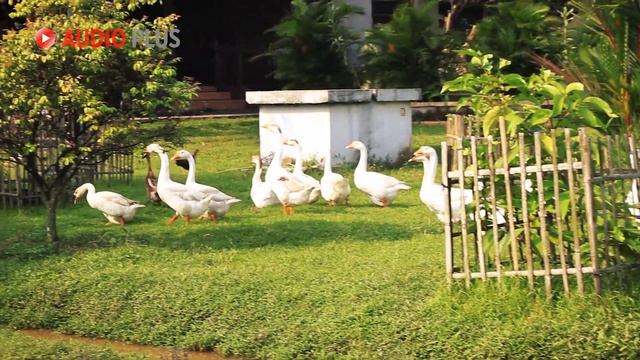 SUARA ANGSA PUTIH, SOANG BERBARIS MENCARI MAKAN смотреть онлайн