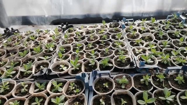 Эустома: что делать после пикировки?! ✂️ смотреть онлайн