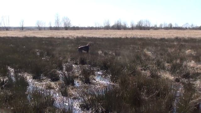 Охона по гаршнепу. смотреть онлайн