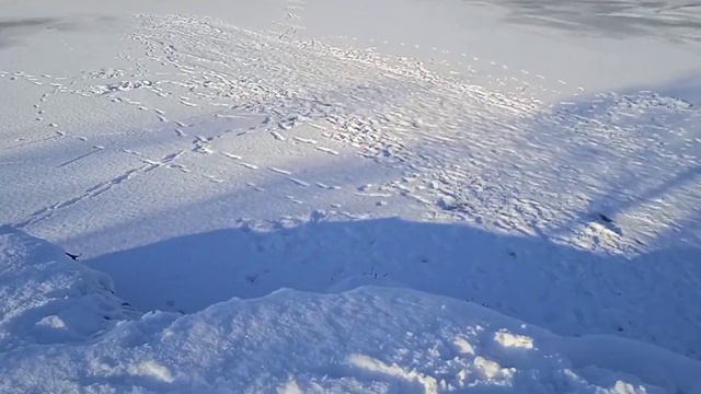Лед на реке Усмань. Толщина льда. Морозы в области. смотреть онлайн