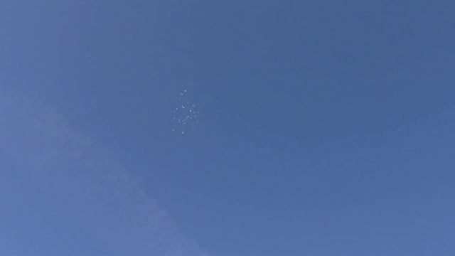 курносый начал отбор с декоративных ?️ смотреть онлайн