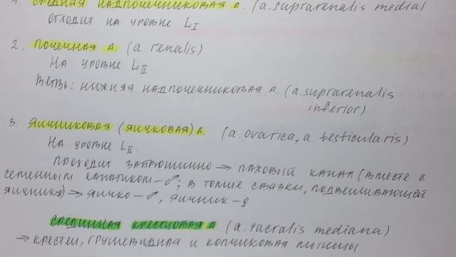 Билет 074. БРЮШНАЯ АОРТА: ПАРИЕТАЛЬНЫЕ И ПАРНЫЕ ВИСЦЕРАЛЬНЫЕ ВЕТВИ. смотреть онлайн