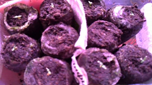 Перцы, помидоры, земляника смотреть онлайн