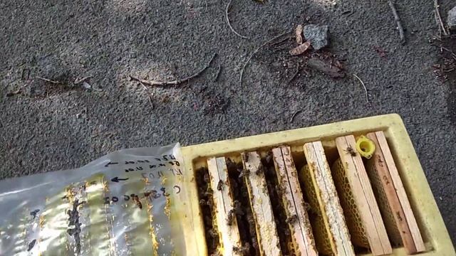 ППУ и восковая моль, кто кого. смотреть онлайн